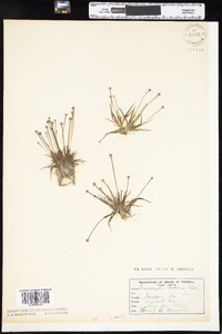 Eriocaulon parkeri image