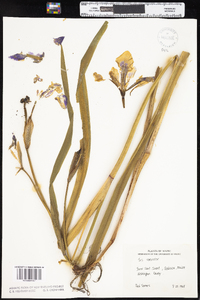 Iris versicolor image