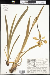 Iris versicolor image