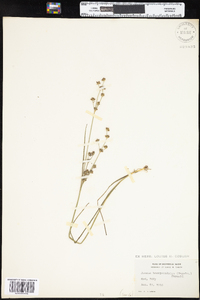 Juncus brevicaudatus image