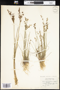 Juncus brevicaudatus image