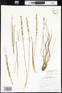 Triglochin maritima image