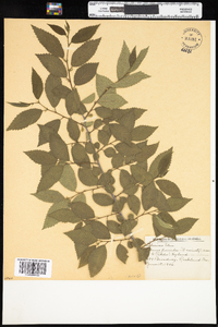 Ulmus pumila image