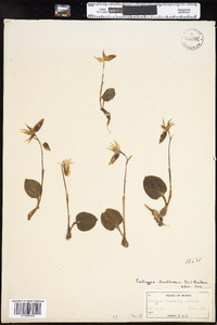 Image of Calypso bulbosa ssp. americana