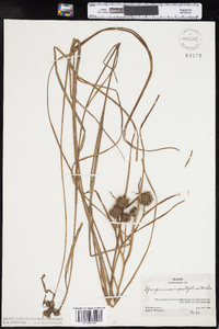 Sparganium angustifolium image