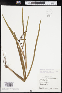 Sparganium americanum image