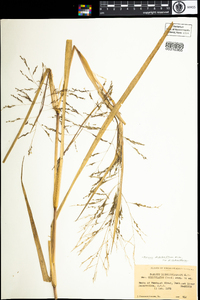 Panicum dichotomiflorum image