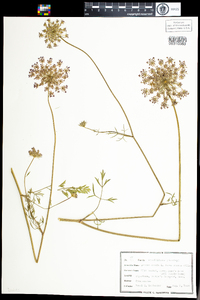 Daucus carota image