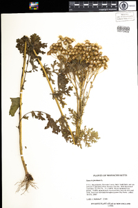 Senecio jacobaea image