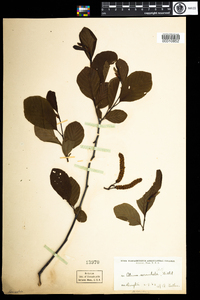 Alnus serrulata image