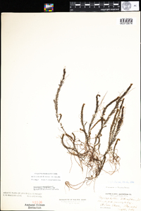 Myriophyllum alterniflorum image