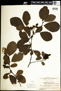 Alnus serrulata image