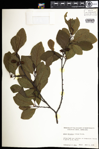 Alnus serrulata image