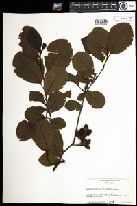 Alnus serrulata image