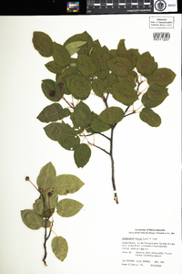 Amelanchier spicata image