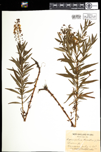 Lysimachia terrestris image