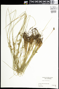 Juncus filiformis image