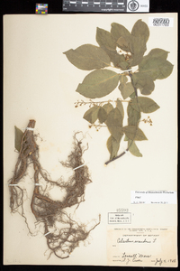 Celastrus scandens image