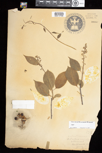 Celastrus scandens image