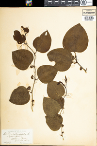 Smilax rotundifolia image