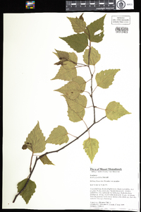 Betula populifolia image