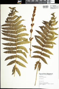 Osmunda cinnamomea image