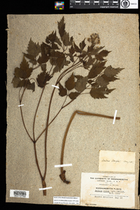 Actaea rubra image