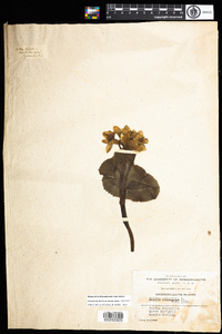 Caltha palustris image