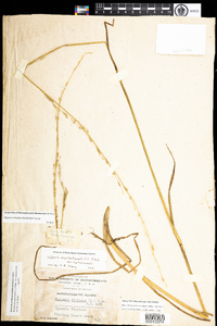 Image of Glyceria septentrionalis var. septentrionalis