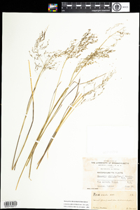 Glyceria striata image