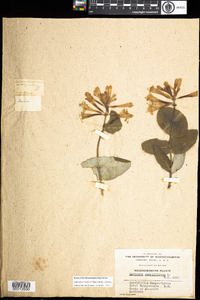 Lonicera sempervirens image