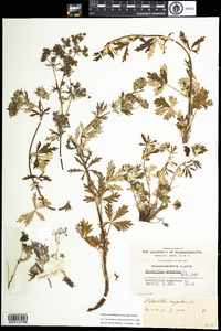 Potentilla argentea image