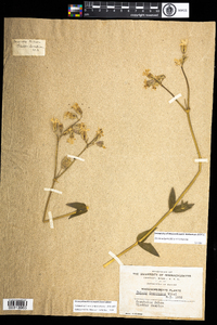 Silene vulgaris image