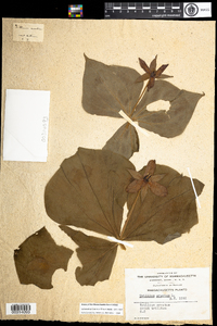 Trillium erectum image