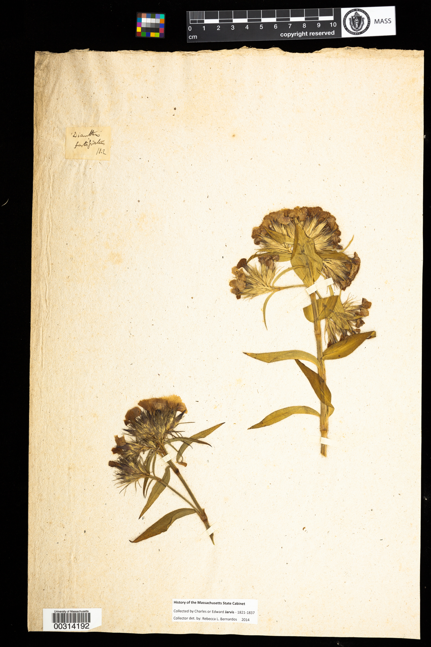Dianthus cruentus image