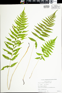 Parathelypteris simulata image