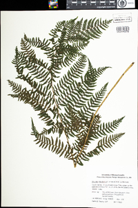 Athyrium filix-femina image