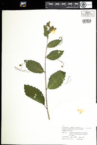 Impatiens pallida image