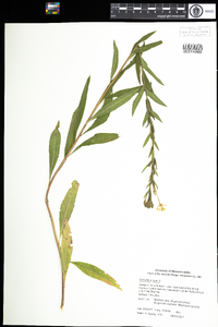 Oenothera biennis image