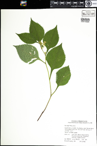 Solidago flexicaulis image