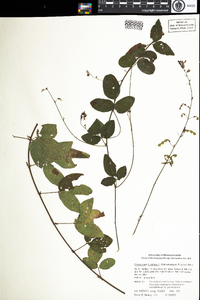 Desmodium humifusum image