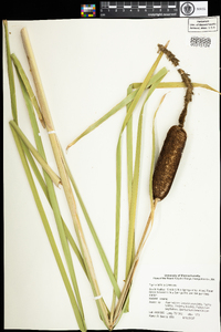 Typha latifolia image