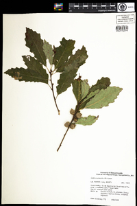 Quercus prinoides image