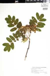 Sorbus decora image