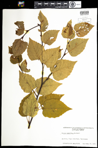 Betula papyrifera image