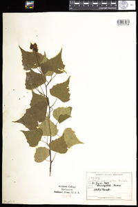 Betula populifolia image