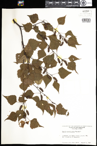 Betula populifolia image