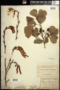 Alnus glutinosa image