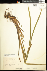 Acorus calamus image