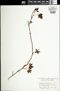 Parthenocissus quinquefolia image